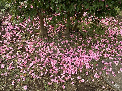 残花（美しく散った椿の花々）八千代市＆佐倉市