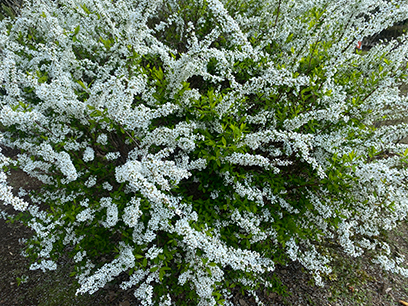 春の光に包まれる満開の雪柳