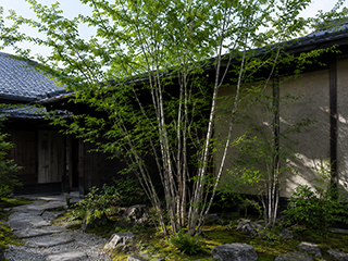 千葉県八千代市アオダモの植樹と剪定の管理作業