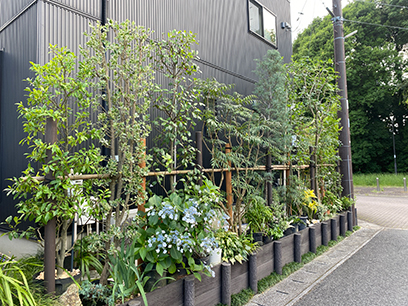 風や光が入り適度に透けた住宅地の樹木剪定・八千代市