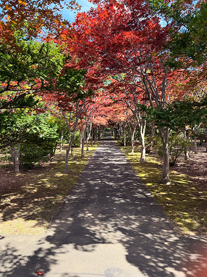 平岡樹芸センターの美しい紅葉の並木