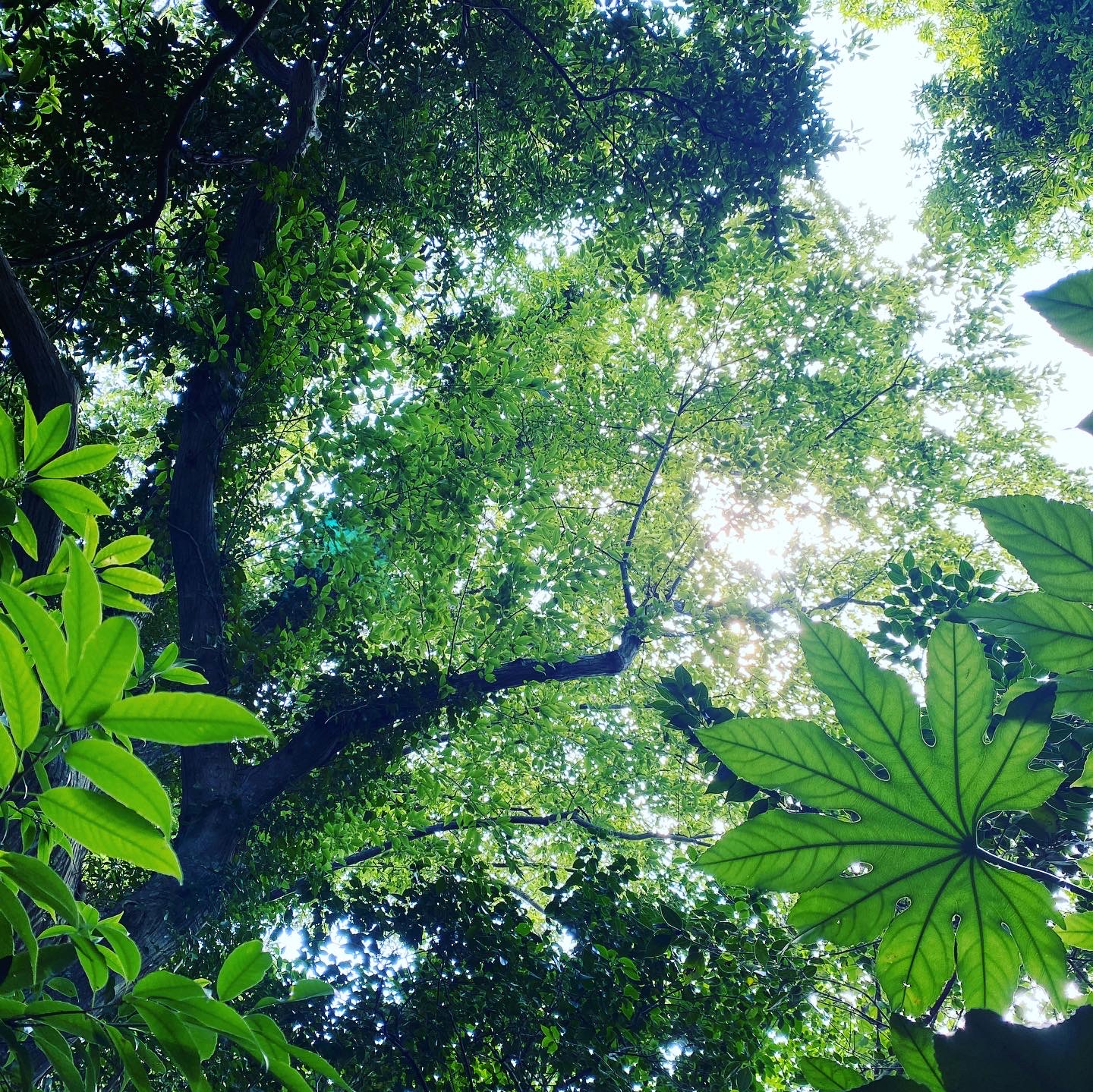 夏の強い太陽熱を遮る樹木