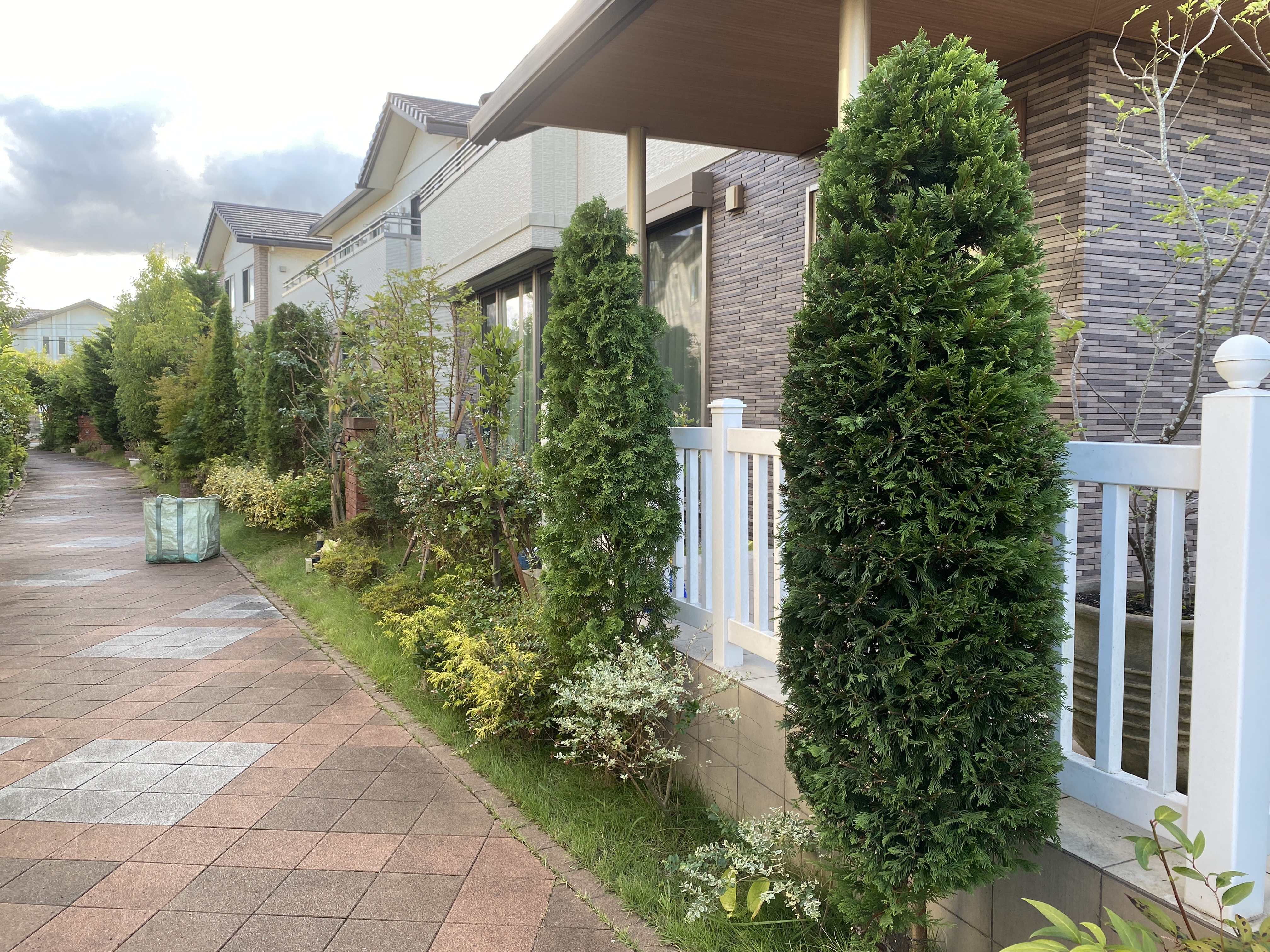 <b>夏に最適な剪定作業を行いました</b>