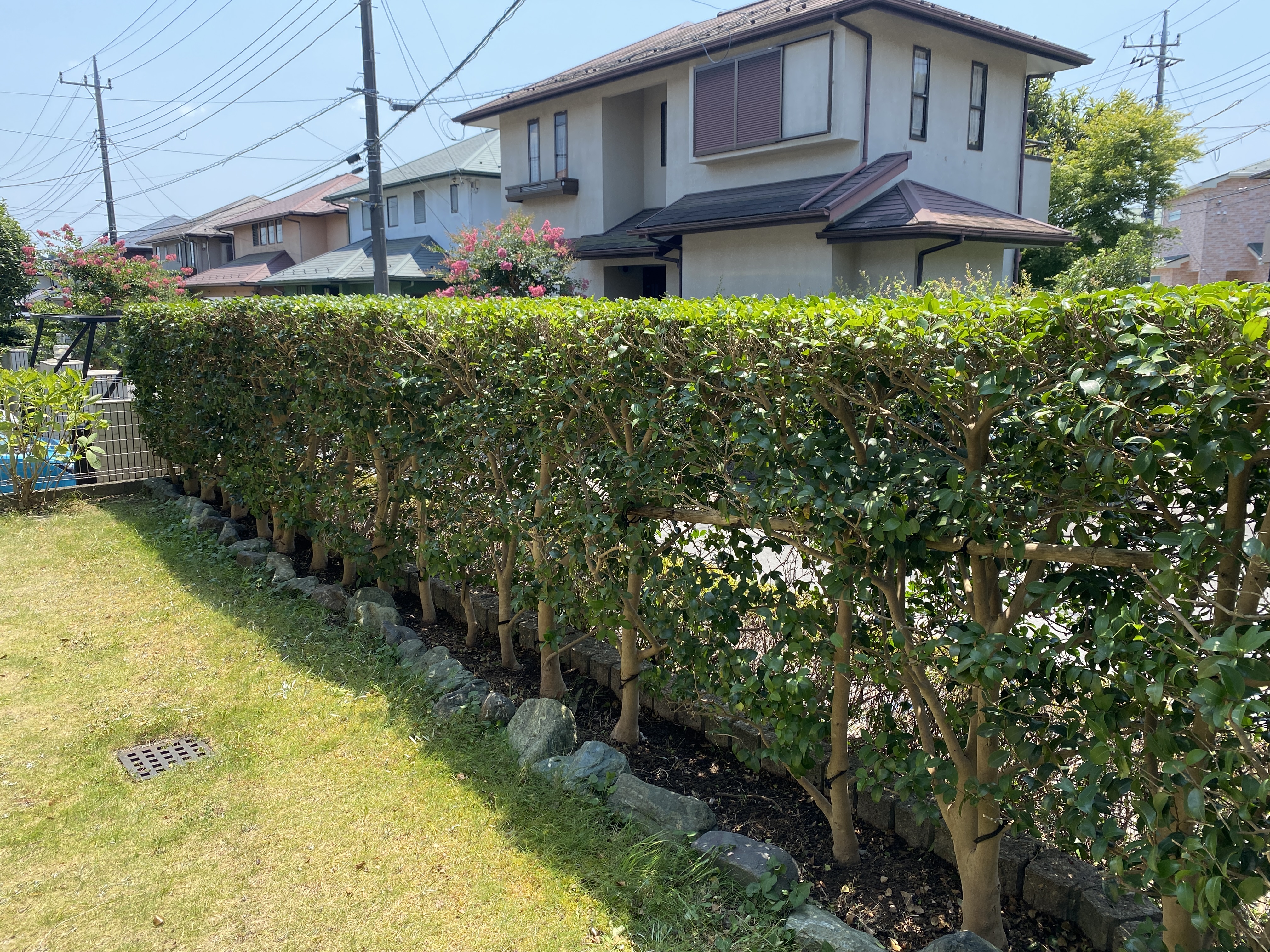 お盆前の生垣刈込剪定