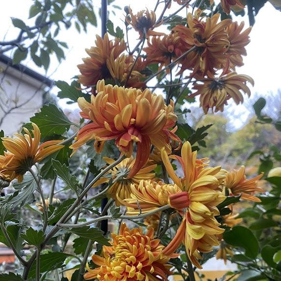 美しい菊の花の開花2