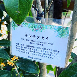 季緑園樹木ラベル　樹木の性質や特徴を解説