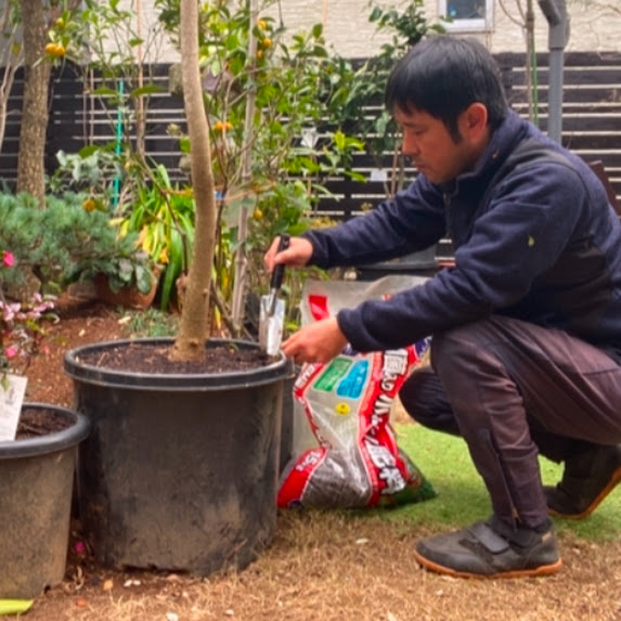 <b>庭の植木に寒肥肥料の作業を行いました</b>