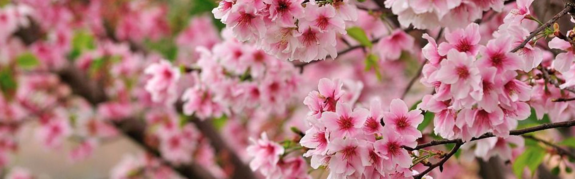 船橋市内の河津桜満開