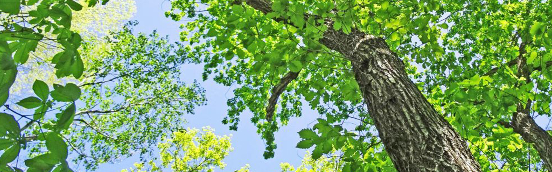 新緑と木漏れ日の夏の音