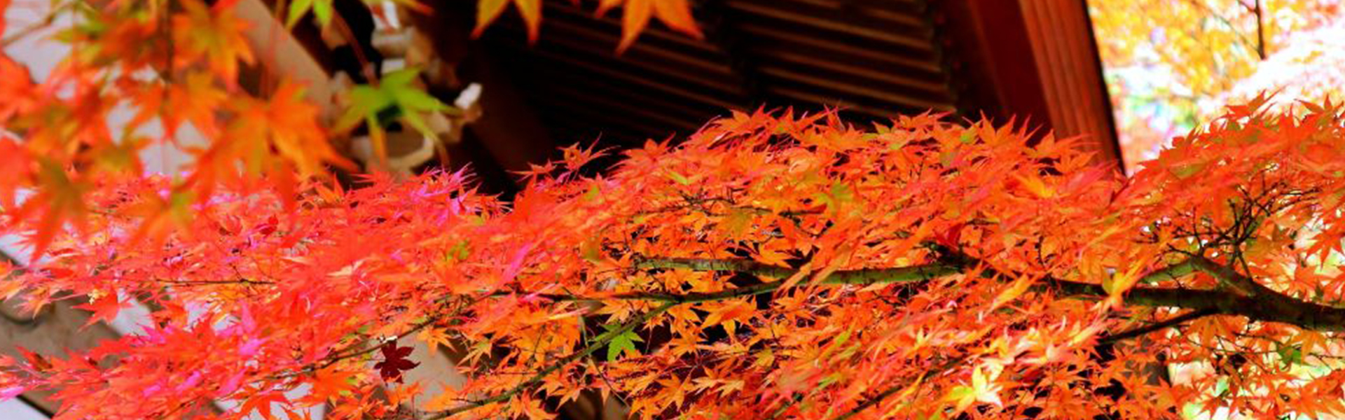 秋を告げる色彩豊かな紅葉