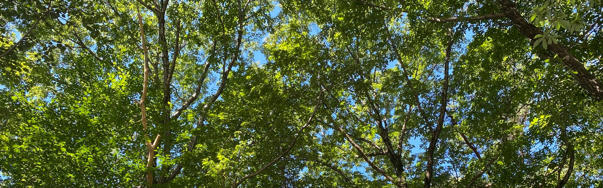 新緑と木漏れ日の夏の音