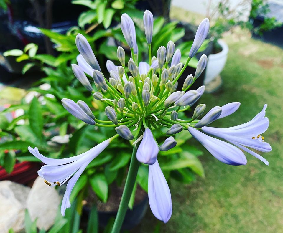 梅雨に入りアガパンサスが開花してきました