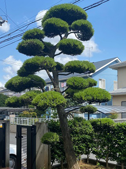 季緑園のお約束