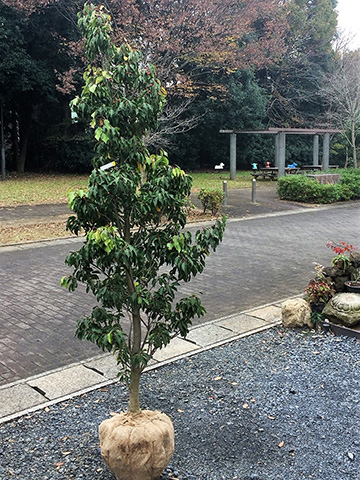 季緑園 四季の庭 千葉 八千代市周辺の剪定 造園 植木専門業者 公式サイト