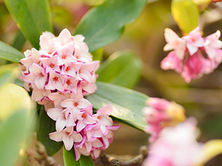 沈丁花(ジンチョウゲ)